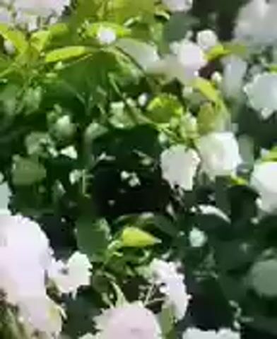 A close-up shot shows a bush with many small white flowers. The flowers are clustered together and have multiple petals. The bush is dense with green leaves, and some of the leaves are in focus while others are blurred. Sunlight filters through the leaves and flowers, creating bright highlights and shadows. In the center of the frame, a dark object appears to be a butterfly or moth, with its wings folded. The camera is positioned close to the flowers, giving the viewer a detailed view of their textures and forms.