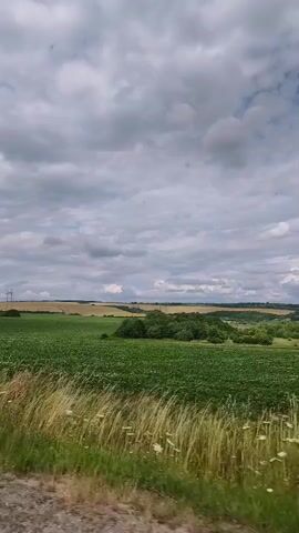 The video shows a side view of a landscape with rolling hills and fields. In the foreground, there is a dirt path and tall grasses with some white flowers. Behind the grasses, there are two large fields, one a vibrant green and the other a golden brown. Further in the background, there are trees and wind turbines. The sky is cloudy and gray, suggesting an overcast day. The camera is moving, creating a sense of motion through the landscape.