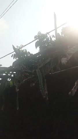 The video shows a low-angle view of a vine-covered wall on a bright, sunny day. The vine appears to be dragon fruit, with its characteristic segmented stems hanging down. The wall itself is dark and textured. Above the wall, power lines stretch across the sky, and sunlight glints off the lens, creating lens flare in the upper right corner. In the background, several trees with distinctive, tall trunks and sparse foliage are visible, some of which appear to be supported by a trellising system with barbed wire. The overall impression is of an overgrown, outdoor environment. There are no people visible in the video.