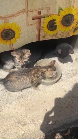 Three kittens are drinking from a shallow bowl of liquid on a concrete surface. A tablecloth with a sunflower pattern hangs behind them. The kitten on the left is a tabby. The kitten in the middle is also a tabby but with darker patches. The kitten on the right is black. The black kitten is more aggressively lapping at the liquid. The tabby kitten on the left looks up briefly. Sunlight casts shadows on the ground.
