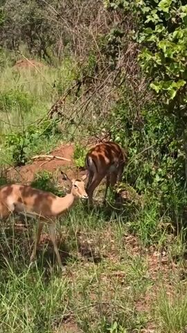 The video shows several impala in a grassy, wooded area. One impala is in the foreground, facing the camera before turning and walking away. Two other impala are in the background. The environment consists of green grass, bushes, and trees. The lighting is bright, suggesting it's daytime. There are no visible people in the video.