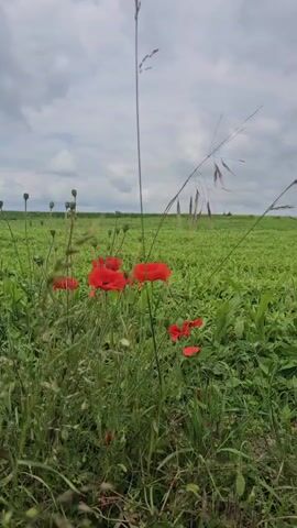 A close-up shot focuses on a cluster of bright red poppies in the foreground, some in bloom and others as buds, set against a backdrop of a vast, green field under a cloudy sky. A tall, slender grass stalk with a seed head is positioned in the center, extending upwards and slightly to the left, partially obscuring the poppies. The field appears to be a cultivated crop, with neat rows visible in the distance. The overall impression is one of natural beauty in an agricultural setting, with the vibrant red of the poppies providing a striking contrast to the muted greens and grays of the environment.