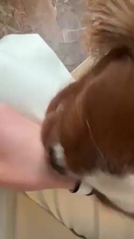 The video shows a close-up of a Cavalier King Charles Spaniel licking a person's wrist. The dog has brown and white fur. The person is wearing a white shirt or sleeve and a black and white striped shirt or sleeve. The background shows a beige marble-like surface. The dog's licking action is the main focus.