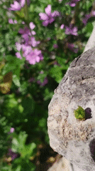 Spring wildflowers and urban scenes documented across Rubí, Spain