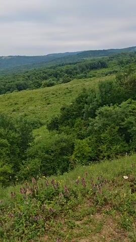 A video shows a natural landscape. The foreground is a grassy slope with scattered wildflowers, primarily in shades of purple and white. The midground is densely wooded with various shades of green foliage. Further in the background, rolling hills covered in trees extend towards the horizon. The sky above is overcast with a pale gray hue. The overall impression is of a serene, green, and somewhat wild natural environment.