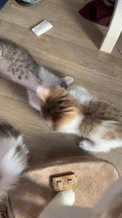 Kittens playing and being cared for in Tanjungsepreh, Indonesia