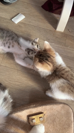 Kittens playing and being cared for in Tanjungsepreh, Indonesia