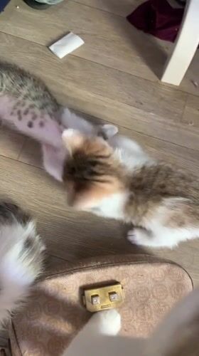 Kittens playing and being cared for in Tanjungsepreh, Indonesia