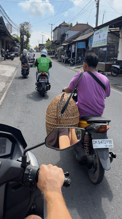 Motorcyclist carries woven basket through Ubud streets