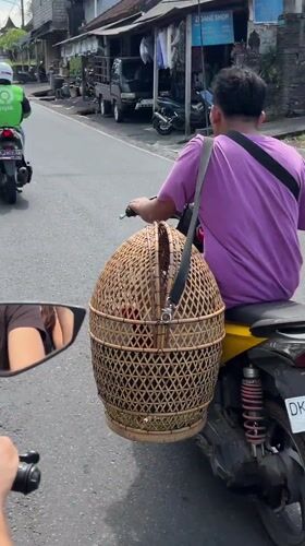 Motorcyclist carries woven basket through Ubud streets