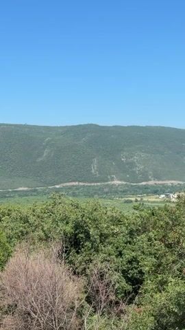 This media file is a vertical video of a lush green landscape under a clear blue sky. The scene is dominated by rolling hills covered in dense trees and foliage. In the foreground, a dry, leafless tree adds a stark contrast to the vibrant greenery surrounding it.

In the mid-ground, a wide valley stretches out, also covered in green vegetation, with hints of more structured agricultural areas or clearings. A winding road or pathway is visible traversing the side of a distant, larger hill, suggesting human presence and travel. The overall impression is one of a remote, natural environment.

The time of day appears to be daytime, likely morning or early afternoon, given the bright sunlight casting distinct shadows and illuminating the landscape. The weather is fair and clear, with no visible clouds apart from a faint smudge in the far distance. The location cues suggest a mountainous or hilly region, with fertile valleys. No people or specific objects are prominently featured, focusing solely on the natural scenery. There is no visible text within the media. The overall emotion conveyed is one of tranquility and the beauty of nature.