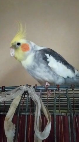 This media file features a cockatiel perched on a metal bird cage. The bird is predominantly gray and white with a yellow crest and orange cheek patches. It appears to be hanging upside down from one of the cage bars, its feet gripping the metal. A piece of light-colored fabric, possibly a toy or part of the cage's enrichment, is tied to the cage. The background is a plain, light-colored wall. The lighting suggests an indoor setting, likely during daylight hours. The bird's posture and head tilt suggest curiosity or alertness. There is no visible text in the media file. The location context is Bilajari, Azerbaijan.