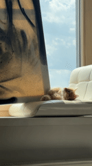 Cat grooming routine observed on Moscow windowsill