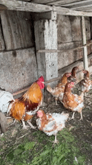 Rural morning scenes documented in Chaikovsky, Russia farmyard