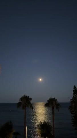 The video shows a nighttime view of the ocean with the moon visible in the sky. The moon is positioned above the horizon, casting a reflection on the water. Two palm trees are in the foreground, silhouetted against the darker sky and water. The sky is a deep blue, transitioning to a lighter shade near the horizon. The water appears dark and calm, with the moonlight creating a shimmering path across its surface. There are no people or specific actions depicted in the video; it is a still, scenic shot of a coastal landscape at night.