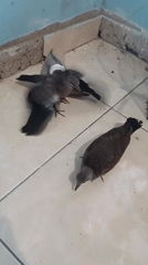 Young pigeons and doves roam a tiled floor indoors in Pematang Jaya