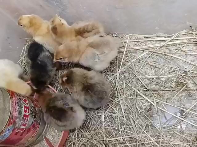 A close-up, slightly shaky, top-down view shows six chicks in a confined space. The floor is covered with dry hay. In the lower left, a red and white plastic chick feeder is visible. One chick, mostly brown and white, is pecking at the feeder. To its right, a fluffy brown and grey chick is also pecking at the feeder. Behind that chick, another chick, predominantly brown and grey, stands with its head down, possibly also eating. In the center background, a lighter brown chick with darker brown stripes stands and looks to the left. To its left, a fluffy tan chick is visible. Behind the tan chick, a predominantly tan chick with brown markings is visible in the upper left corner, looking down. The lighting is somewhat dim.