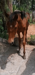 Horses spotted along Da Lat roadsides during early morning hours