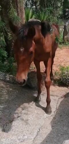 Horses spotted along Da Lat roadsides during early morning hours