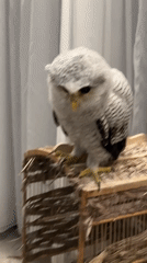 Juvenile raptor perched on a handmade cage at dusk, Bali