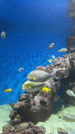 An hour inside a Moscow aquarium with jellyfish, seahorses, and more