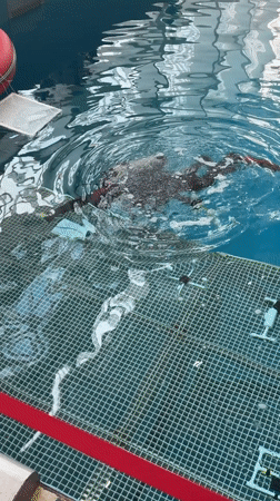 Scuba training session conducted at Vladivostok maritime university