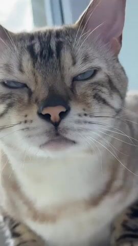 A close-up shot shows the face of a light-colored cat with dark stripes. The cat's eyes are mostly closed, and its head is tilted slightly forward. The background is blurry and appears to be a window with natural light coming through.