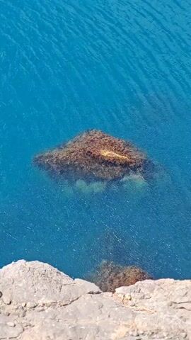 A high-angle shot shows a bright blue body of water, possibly the sea. In the middle of the frame, a cluster of rocks covered in dark brown seaweed is visible just below the surface of the water. The water is clear and slightly rippled, with sunlight glinting off its surface. In the foreground, the rough, textured surface of a light-colored rock, likely a cliff face, occupies the bottom portion of the frame, suggesting the viewpoint is from above the water.