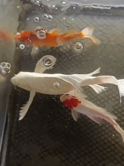 Koi tank and a quick medical moment at Mesjid Reuntoh