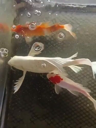 Koi tank and a quick medical moment at Mesjid Reuntoh