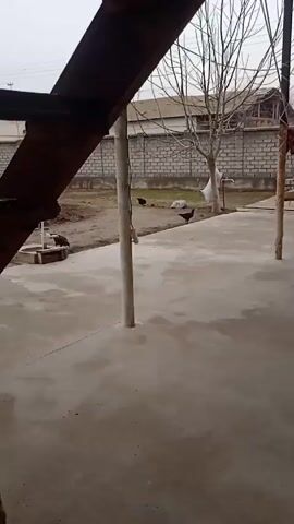 The video shows a partially covered outdoor area with a concrete floor. Several chickens are seen walking around in the background, which includes a bare tree, a brick wall, and a building.  The view is partially obstructed by a structural beam.  The sky appears overcast.