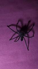 Spiders on fabric and Vashisht glowing after dark