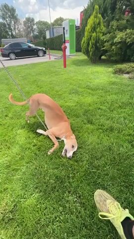 A medium shot depicts a light brown and white whippet dog lying on lush green grass, attached to a leash. The dog playfully chews at the grass before looking up and directly at the camera, briefly pausing, then resuming its playful chewing. The setting appears to be a grassy area beside a road or parking lot, with a black car visible in the background, along with a green and white structure, a red post, and a variety of trees and shrubs. The sky is partly cloudy with patches of blue visible. The lighting is bright and natural.