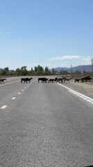 Sheep flock crosses road in Kara Talaa, Kyrgyzstan