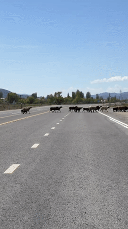 Sheep flock crosses road in Kara Talaa, Kyrgyzstan