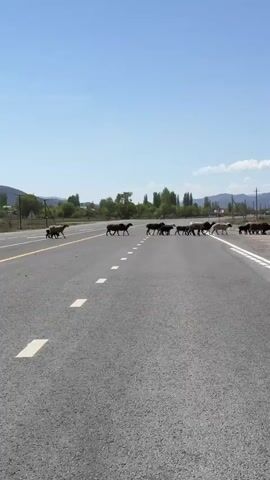 The video captures a flock of sheep crossing a paved two-lane road in Kara Talaa, Kyrgyzstan, on a clear and sunny day. The sheep, a mix of adults and several lambs, are primarily dark brown or black, with a few lighter, perhaps white or mottled, individuals. They walk across the road from the left side of the frame towards the right, moving in a somewhat spread-out group. The road has distinct white solid and dashed lane markings. In the background, there are green trees, utility poles, and distant mountains under a bright blue sky with scattered white clouds. No vehicles or people are clearly visible near the sheep, highlighting a tranquil rural scene with livestock.