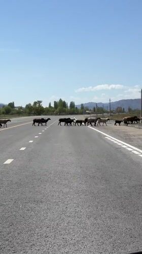 Sheep flock crosses road in Kara Talaa, Kyrgyzstan