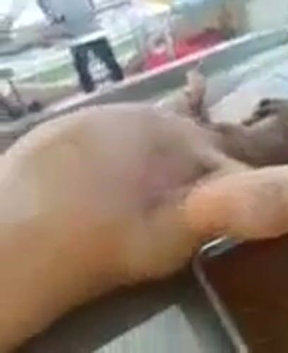 Rabies vaccination event treats dogs in Thong Sala, Thailand