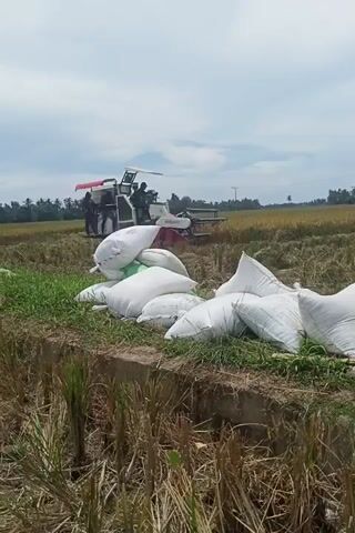The scene is a rural rice field after harvest, with a combine harvester in the background and a collection of filled white bags on the right side of the frame. The combine harvester is situated within the field, and individuals appear to be operating it. The white bags are piled up alongside a strip of green vegetation and are adjacent to the harvested rice stalks. The sky is partly cloudy, with trees visible in the distance. The image is oriented vertically.