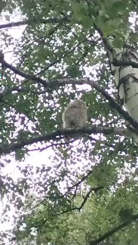 A light-colored, fluffy juvenile owl is perched on a horizontal tree branch, surrounded by green leaves and the white bark of a birch tree. The owl is facing away from the camera and appears to be looking upwards. The sky is visible through the foliage as a bright, overcast white. The video is short and the owl remains in the same position throughout.