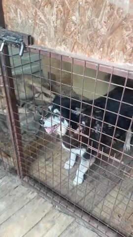 A husky-type dog is in a metal cage, standing on a wooden floor. The dog has black, white, and brown fur, and its tongue is sticking out. The cage is made of rusty metal bars, and there is another dog visible in the background, partially obscured by a blanket. The background appears to be the interior of a shed or barn, with plywood walls. The dog is barking.