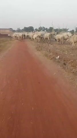 The video shows a herd of cattle walking along a red dirt road. The cows are mostly light-colored and have large horns. Some trees and vegetation are in the background. The sky is overcast. The video is taken from a low angle, as if the camera is on the ground. The cattle are moving from left to right in the frame. The red dirt road is mostly clear.