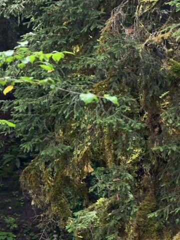 The video shows a close-up of a moss-covered tree in a forest. The tree has dark green needles and is draped in thick, green moss. Some reddish-brown pinecones are visible amongst the needles and moss. In the background, other trees and foliage can be seen, suggesting a dense forest environment. The lighting appears to be natural, filtering through the trees. There are no people or animals visible in the video. The camera is focused on the texture and detail of the moss and tree bark.