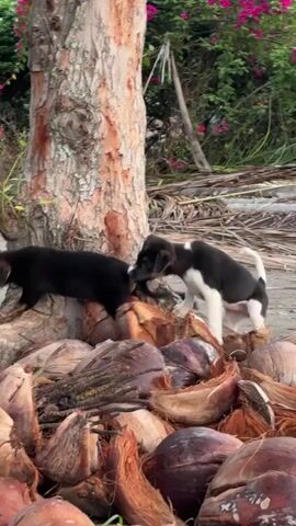 The video shows three puppies near the base of a tree surrounded by a pile of coconuts. One puppy is mostly black with white markings on its chest and legs, facing right and looking at the other puppies. Another puppy is black and brown, with its head down sniffing among the coconuts. The third puppy is also black and brown, partially obscured by the other two, and appears to be sniffing the ground. The environment is outdoors, with greenery and some dry palm fronds visible in the background.