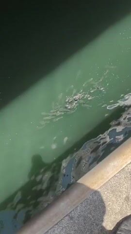 The video shows a murky green body of water next to a concrete surface and a metal railing. Several small fish swim near the surface of the water. The water is choppy and reflects light. A shadow of a person is visible on the left side of the frame.