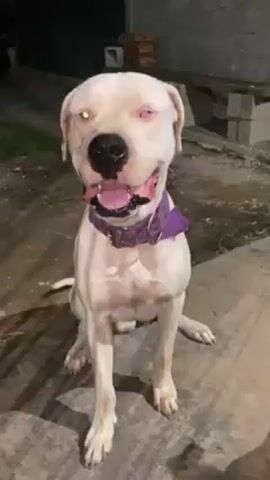 The video shows two dogs in an outdoor setting, likely a backyard or patio. The first dog is a large, muscular dog with white fur and a purple collar. It's sitting and panting, facing the camera directly. The second dog is smaller, with black and white fur, and it also appears to be sitting. The ground appears to be concrete or a similar material. There are some bricks and pipes visible in the background, suggesting a residential or semi-industrial setting. The lighting suggests it is nighttime.