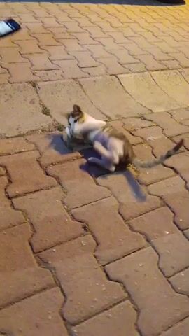 The video shows a cat playing with a pack of cigarettes on a brick walkway. A person's hand holding a smartphone is visible in the top left corner of the frame. The cat is lying on its back, batting at the cigarette pack with its paws. The lighting suggests it is nighttime or dusk.