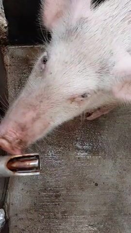 A light pink pig is drinking water from a metal nozzle that is attached to a pipe. The pig's head is lowered to the nozzle. The pig is standing on a wet concrete floor. There are some dark shadows in the background. The video is taken from a close-up perspective.