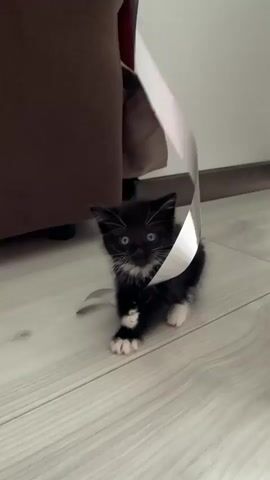A tiny, black and white kitten plays with a silver ribbon on a light-colored wooden floor. The kitten has bright blue eyes, white paws, and a white patch on its chest. A brown upholstered piece of furniture is visible in the background, as is a white wall. The lighting suggests daytime indoors. The kitten is actively engaged with the ribbon, batting at it and appearing playful and energetic.