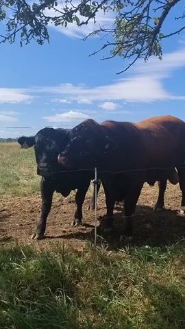 The video shows several cows and bulls in an outdoor pasture on a sunny day. Two large bulls, one black and one reddish-brown, stand close together near a fence. A tree with branches overhead provides some shade. Behind the bulls, more black cows are visible, some standing and some partially obscured by the tree trunk. The ground is dirt and grass, and the sky is blue with scattered clouds. The animals appear to be relaxed and are in a natural setting.